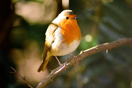 Robin, ptak, dzikich zwierząt, zwierząt, Natura, dziki, pomarańczowy
