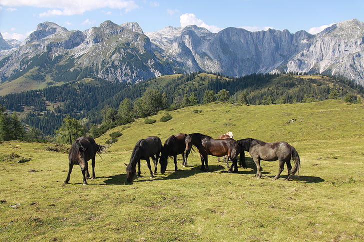 cavalos, montanhas, Alm, paisagem, montanha, natureza, animal
