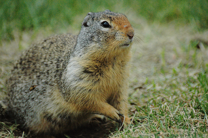 ground squirrel, squirrel, grass, wildlife, green, brown, park