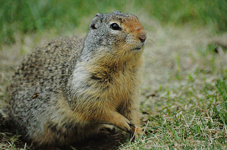 razlog veverica, veverica, trava, prosto živeče živali, zelena, rjava, Park