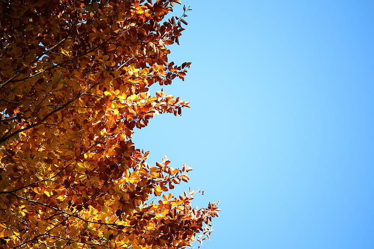feuilles, jaune, bleu, antique, Sky, automne, feuille