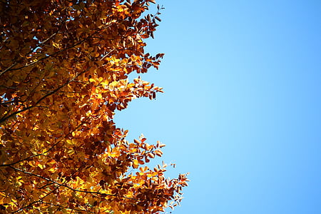 daun, kuning, biru, kuno, langit, musim gugur, daun