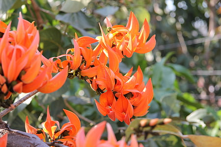 korálový strom, Erythrina caffra, květiny, oranžový květ, oranžová, světlé, závod