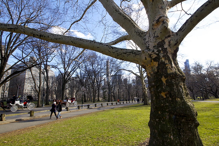 new york, central park, nature, tree
