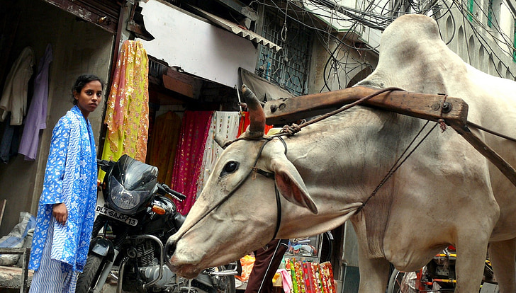 αγελάδα, Νέο Δελχί, Ινδία, εργασία, το βάρος της, κόπωση, αυτοκίνητο