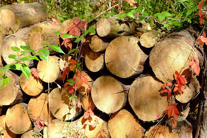 bois de chauffage, feu de camp, hiver prêt, couleurs d’automne