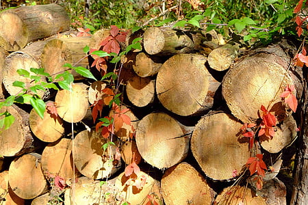 kayu bakar, api unggun, musim dingin siap, warna musim gugur