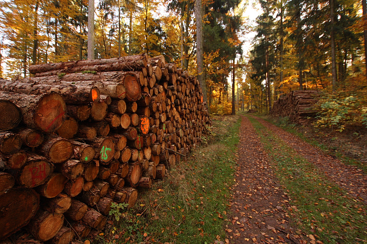 holzstapel, com arbres, indústria de la fusta, bosc, camí del bosc, fusta, arbres