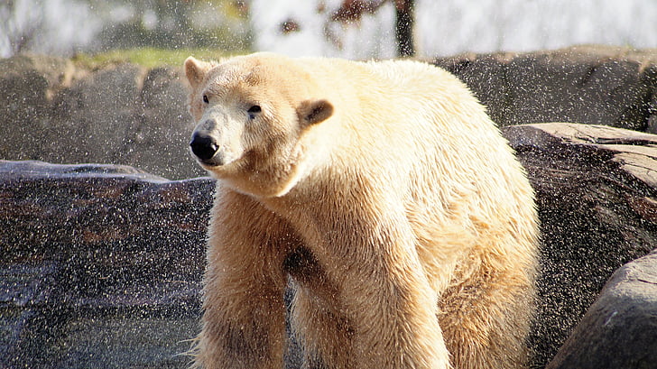 urso polar, animal, selvagem, jardim zoológico, Primavera, animais, mamífero