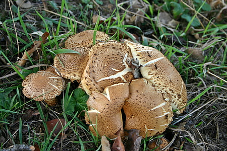 mushrooms, autumn, grass, nature, plant, meadow, brown