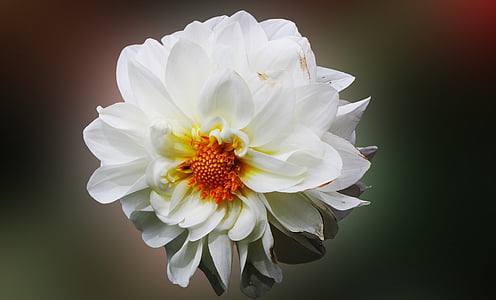 Dahlia, bunga, putih, Blossom, alam, kelopak, bunga