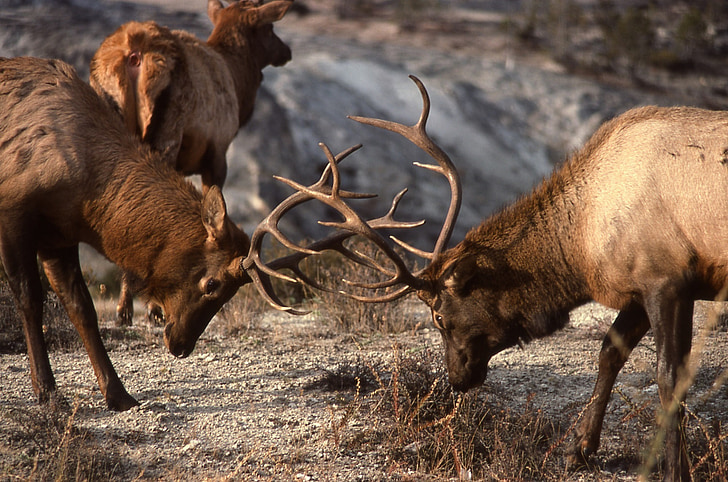 Bull elk, sparring, faunei sălbatice, natura, în aer liber, pustie, lupta