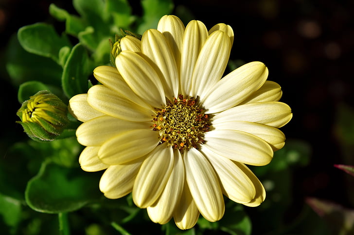 flower, summer, pale yellow, nature, summer flower, summer plant, yellow