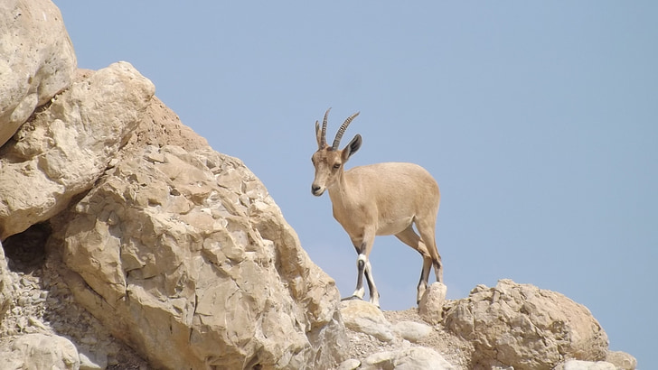 goat, hill, a, animal, mountain, pasture, rock