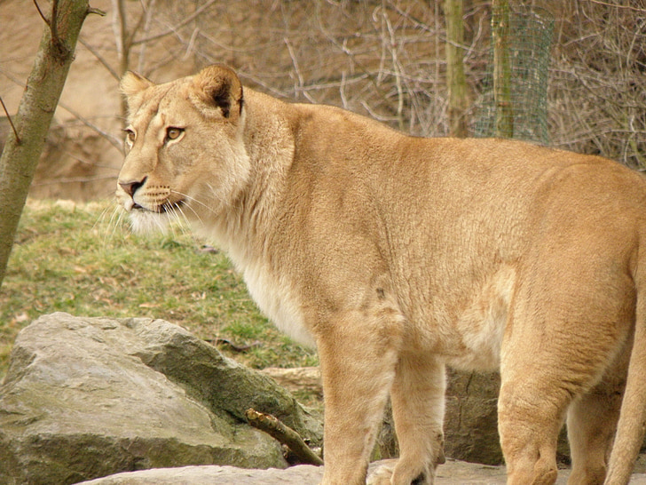lioness, zoo, beast, stones, cat