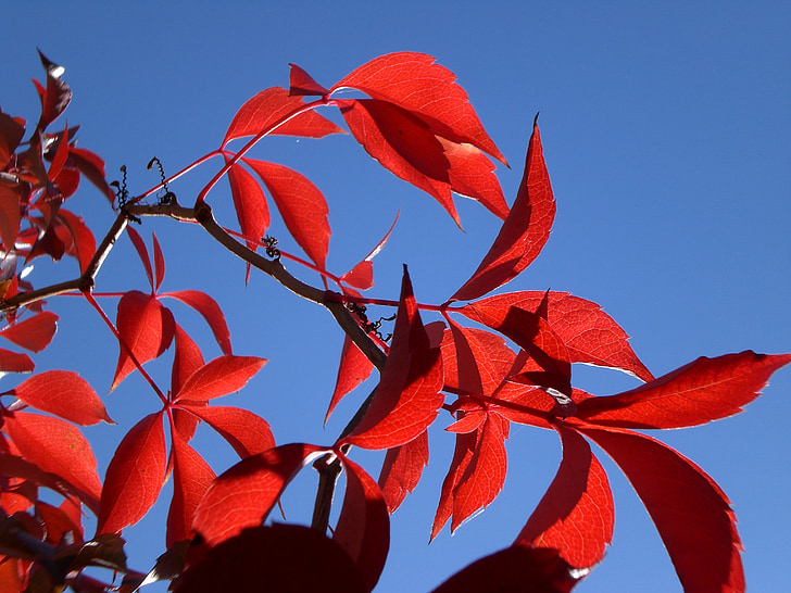 sun, red, leaves, autumn