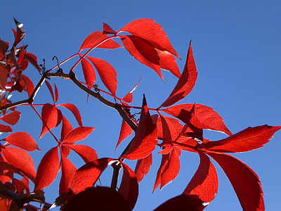 matahari, merah, daun, musim gugur