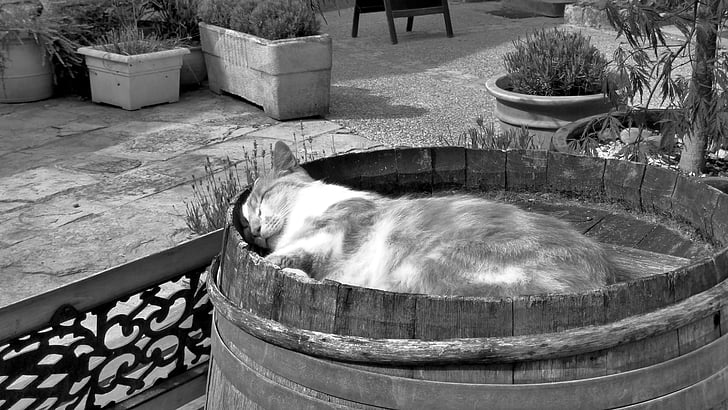 cat, black and white, barrel, nap, rest