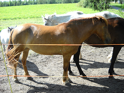 o cavalo finlandês, cavalo, castanha, égua