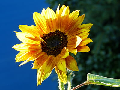 Sun flower, podzim, modrá, obloha, světlé, žlutá, květ