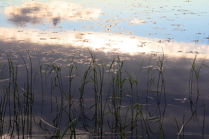 Lake, vann, ro, mosquito, finsk, natur, Sommer