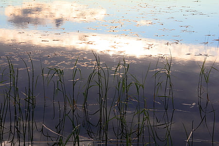tó, víz, nyugodt, a szúnyog, finn, természet, nyári