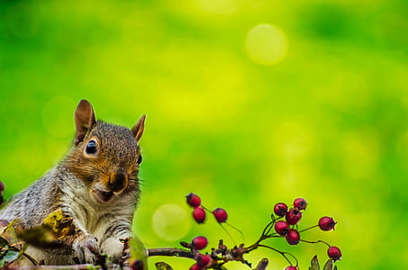 scoiattolo, all'aperto, carta da parati, albero, naturale, Parco, mammifero