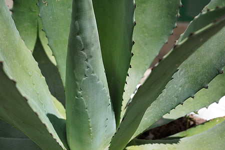 agave, cactus, plant, succulent, green, leaves, nature