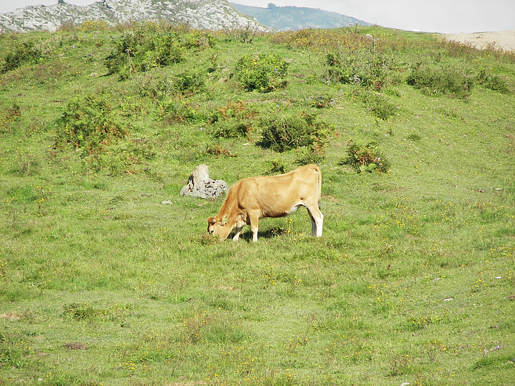 grön, Cow, Prado, Picos de europa, boskap, naturen, djur