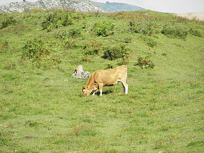 green, cow, prado, picos de europa, livestock, nature, animals