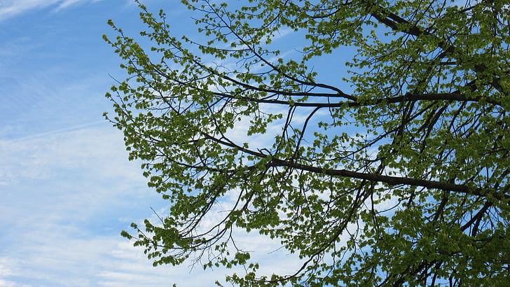 chi nhánh, lá, bầu trời, màu xanh lá cây, mùa xuân, Frisch, Thiên nhiên