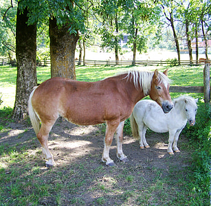 cheval brun, poney blanc, animal, ongulés