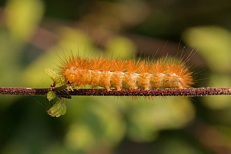 Caterpillar, poilue, cheveux, écaille cramoisie, fileur de l’ours, macro, fermer