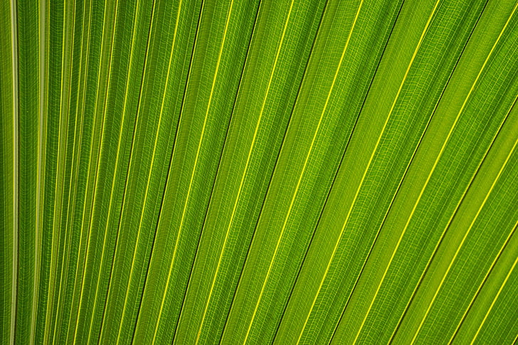 green, leaf, pattern, plant, palm leaf, palm tree, frond