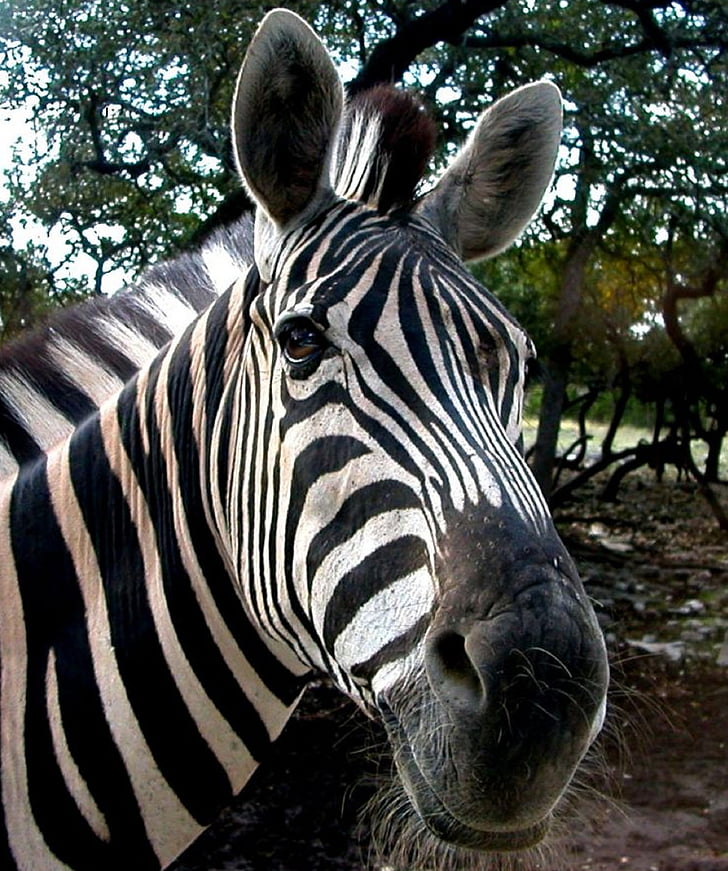 Zebra, Tierwelt, Kopf, Lächeln auf den Lippen, Säugetier, Streifen, Wild