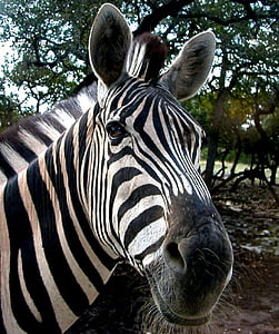 Zebra, vida selvagem, cabeça, a sorrir, mamífero, listras, selvagem