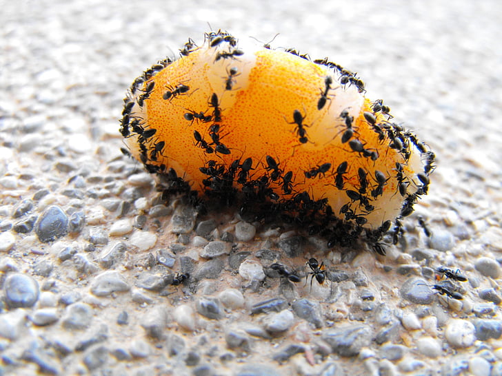 ant, macro, insect, macro photography, close, animal, eat