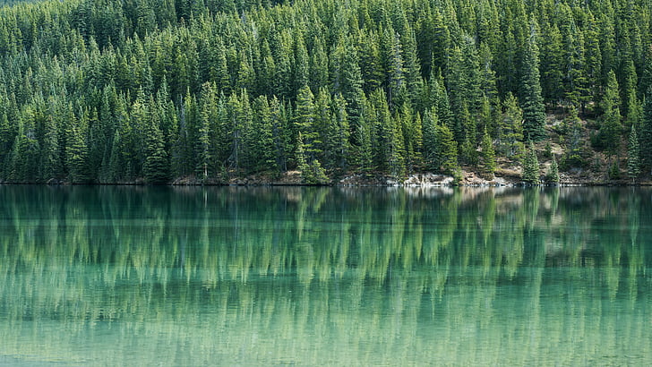 tallar, Pine, träd, vatten, sjön, reflektion, grön