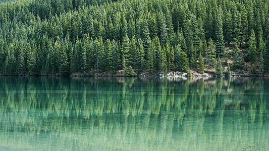 pins, Pi, arbre, l'aigua, Llac, reflexió, verd