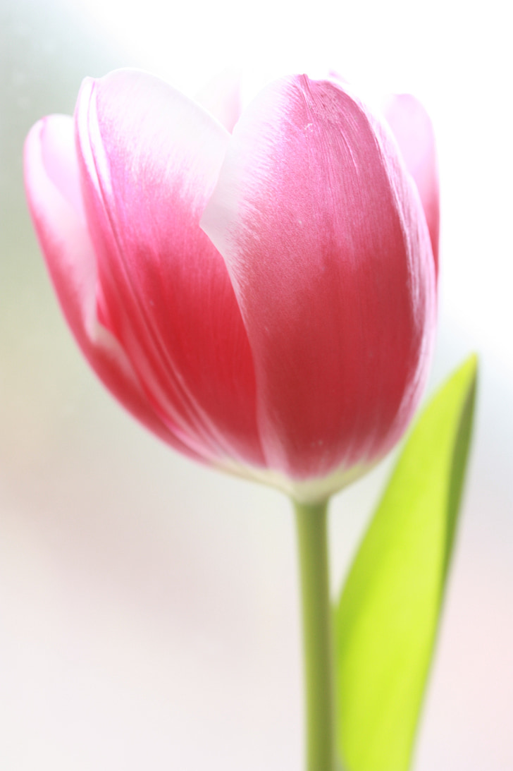 Tulipán, květ, Rosa, okvětní lístek, Bloom, jaro, Barva