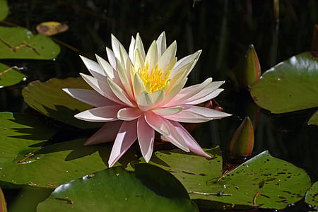 water lily, waterplant, Blossom, Bloom, vijver, water, Nuphar lutea