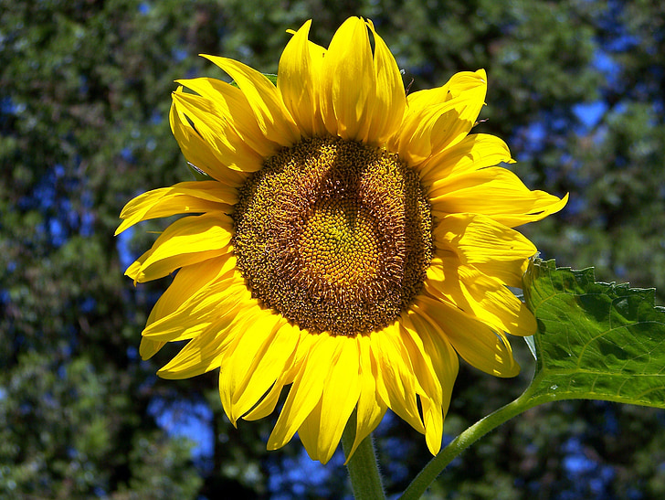 bunga matahari, musim panas, tanaman, bunga, pertanian, mekar, alam