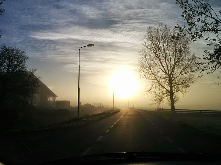 nevoeiro, sol, manhã, árvores, estrada