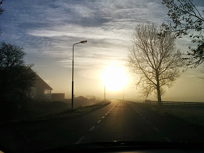 туман, Солнце, утро, деревья, дорога