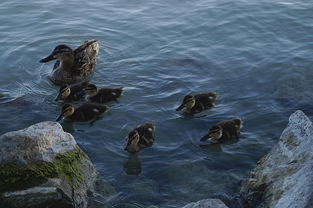 yaban ördekleri, Aile, ördek yavrusu, Göl, Lakeside, Waterfront, balaton Gölü