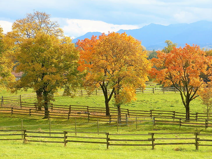 rudenį, medžiai, spalvinga, nuotaika, lapai, spalva, kraštovaizdžio