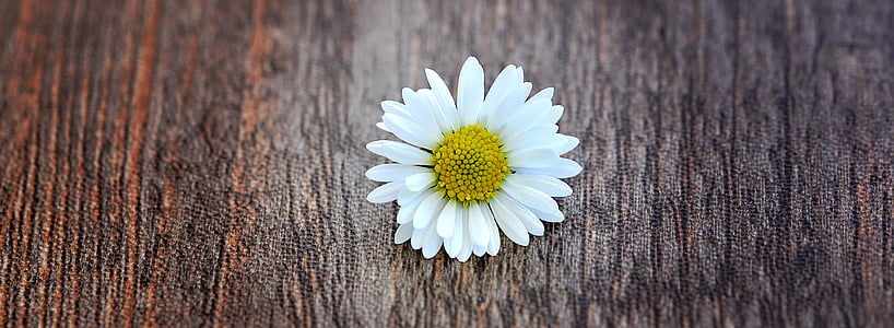 flower, daisy, pointed flower, blossom, bloom, white, wood
