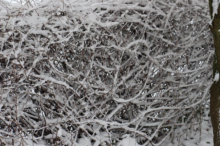 snow, hedge, snowed in, white, ice, bush, cold