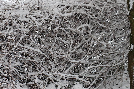 neve, siepe, ha nevicato, bianco, ghiaccio, Bush, freddo