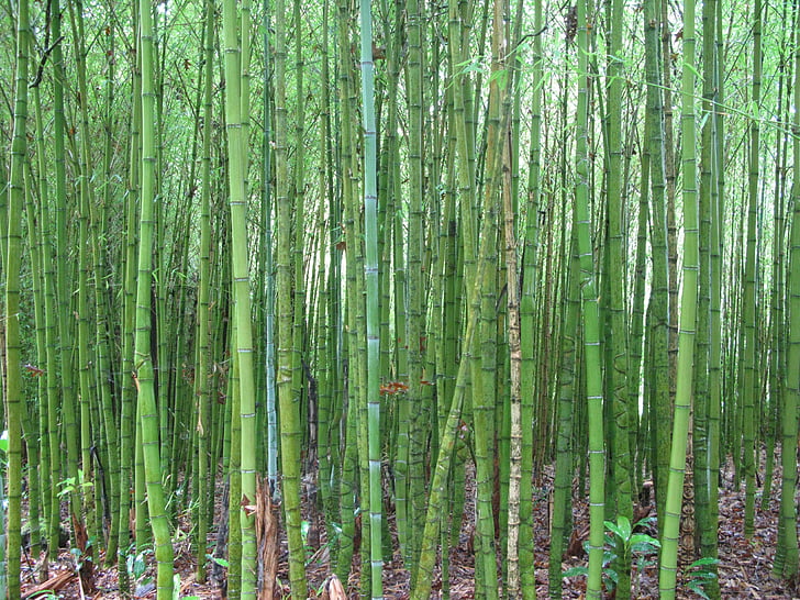 bambus, zelena, blizu, vlažna, bujne